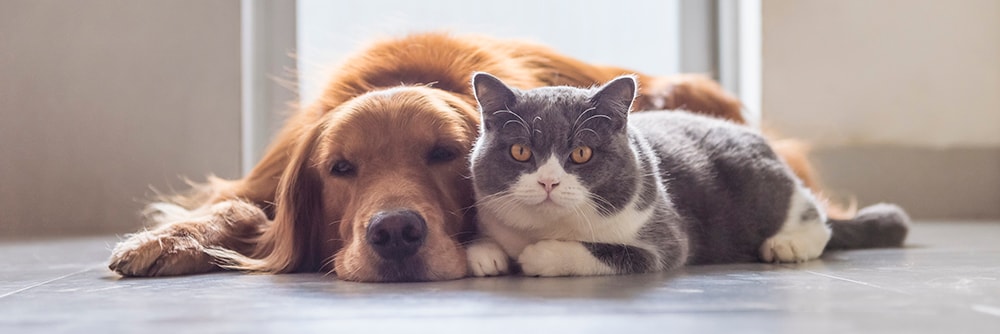 Dog and Cat Laying on the floor - Organic Pet Marketing Agency