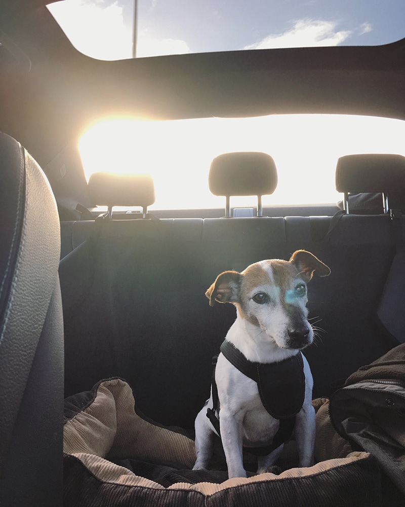 Jack Russell Terrier dog traveling in a car wearing pet travel safety harness