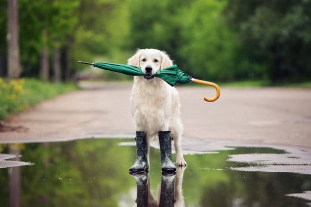 Dog in a puddle of rain wearing rubber boots with an umbrella in its mouth