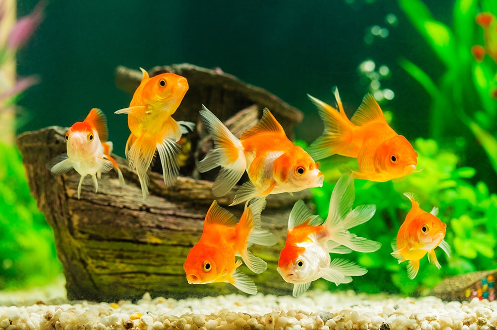 Aquarium Fishes, fishes 