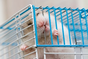 A hamster bites his cage
