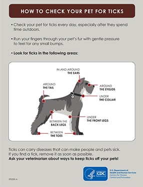 Publications Infographic cover for How To Check Your Pet For Ticks