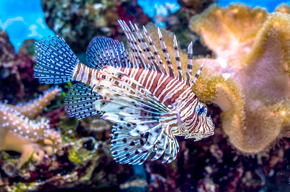 Lion fish in water