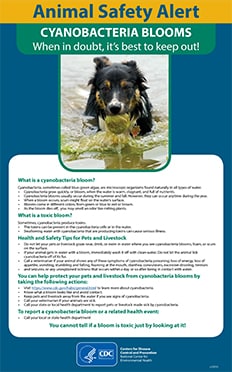 Poster for Animal Safety Alert: CYANOBACTERIA BLOOMS-When in doubt, it’s best to keep out!