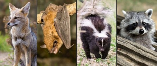Collage of wild animals showing a fox, bat, skunk and raccoon