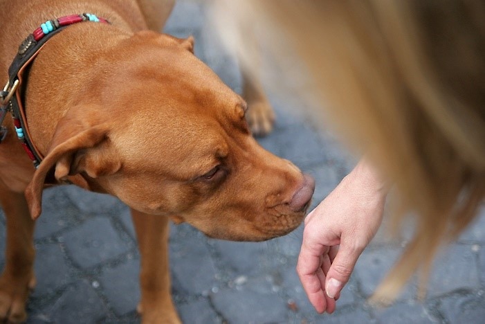 Dog sniffing little girl hand