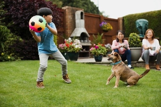 A boy playing ball with a dog in the yard