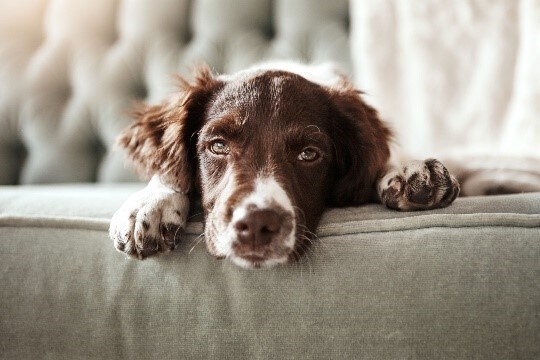 A dog lying on a couch