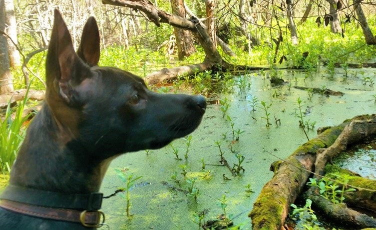Dog looking into swamp