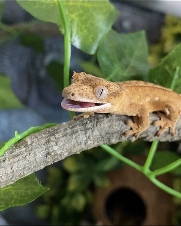 A baby gecko sitting on a limb