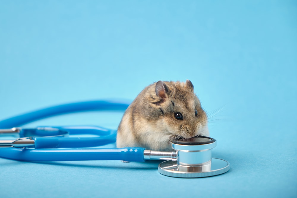 Cute hamster and stethoscope on blue background