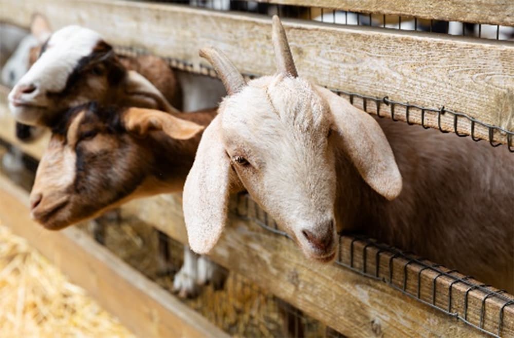 Three goats sticking their heads outside a pen