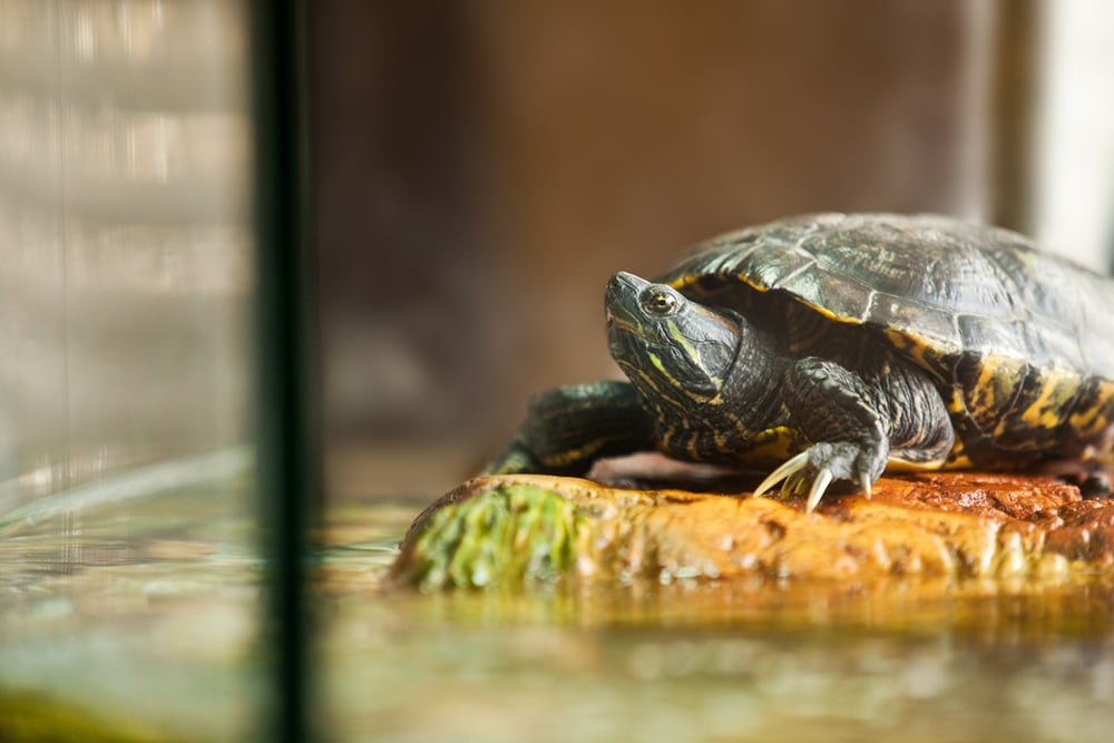 Red Eared Slider Turtle Inside Aquarium
