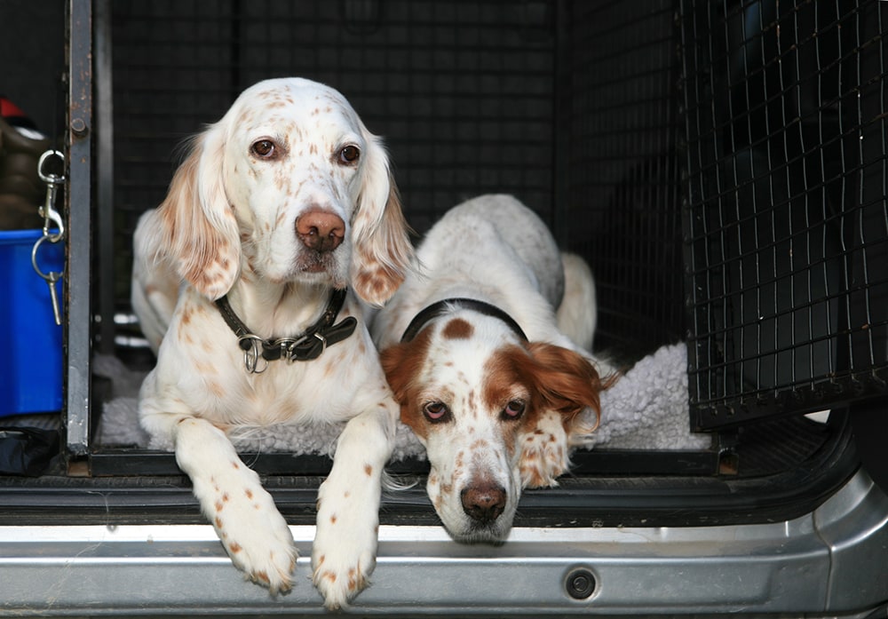 Ready To Go ! Two dogs in a car English Setter