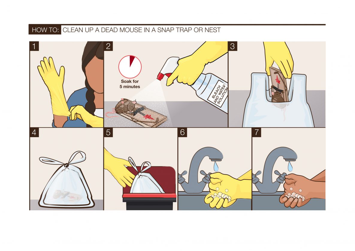 An illustration showing how to clean up a mouse trap with rodent in it
