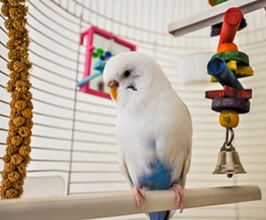 A parakeet bird