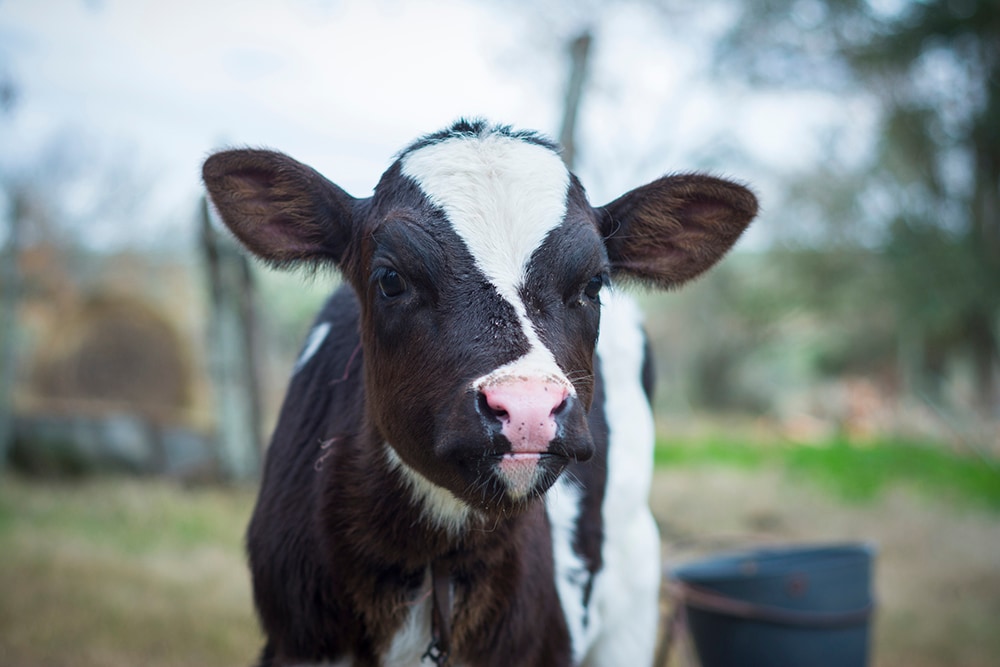 Farm Animals | Healthy Pets, Healthy People | CDC