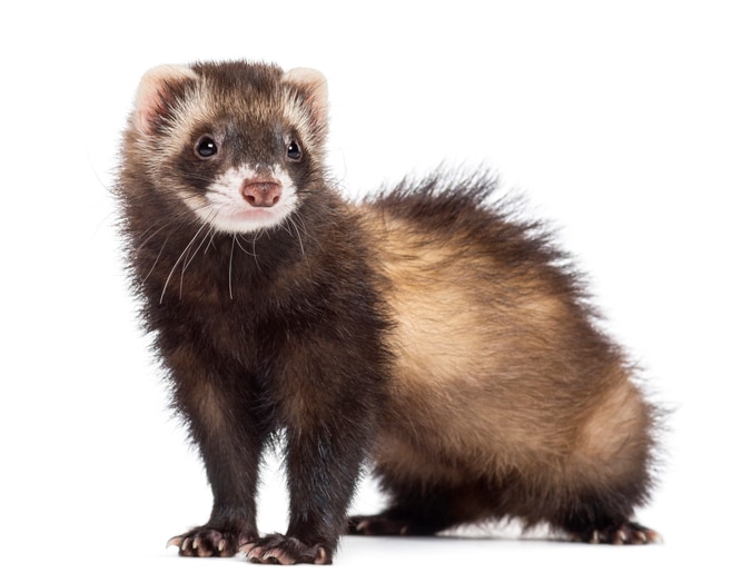 Ferrets | Healthy Pets, Healthy People | CDC