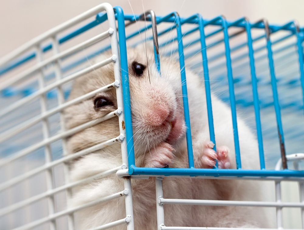 Hamster in cage