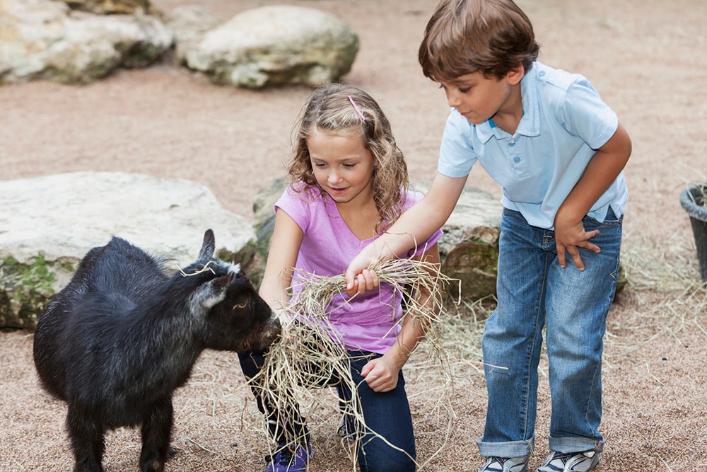 Children at petting zoo petting a goat