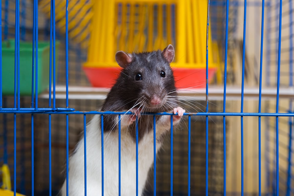 Pet rat in a cage