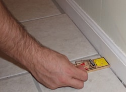 A person setting up a poisoning mouse trap