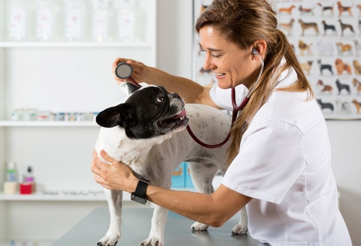 Dogs | Healthy Pets, Healthy People | CDC