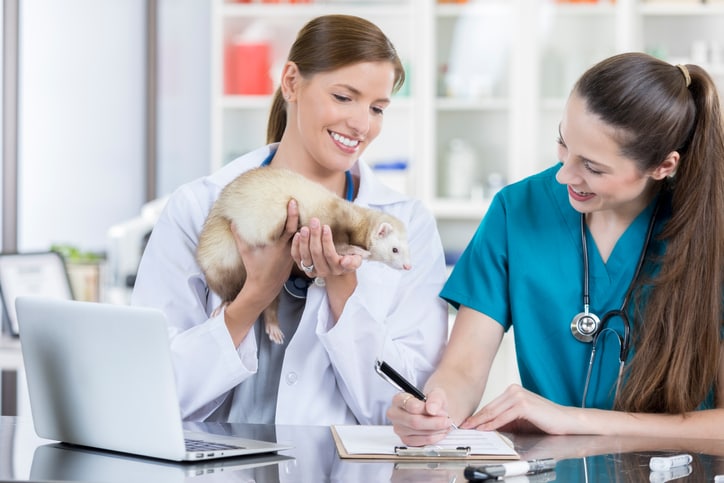Female veterinarians examine pet ferret