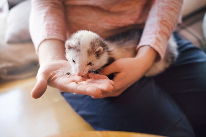 Pet ferret eating from the hand of its owner