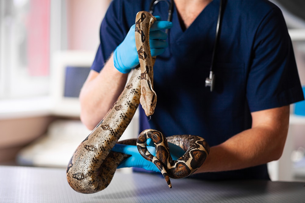 Close-up of snake in hands of caring vet