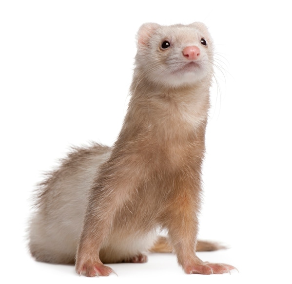 Ferrets | Healthy Pets, Healthy People | CDC