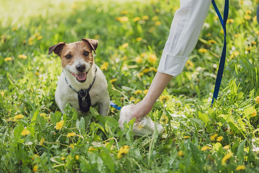 How to Stay Healthy Around Pets | Healthy Pets, Healthy People | CDC