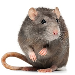 rodents you can have as pets