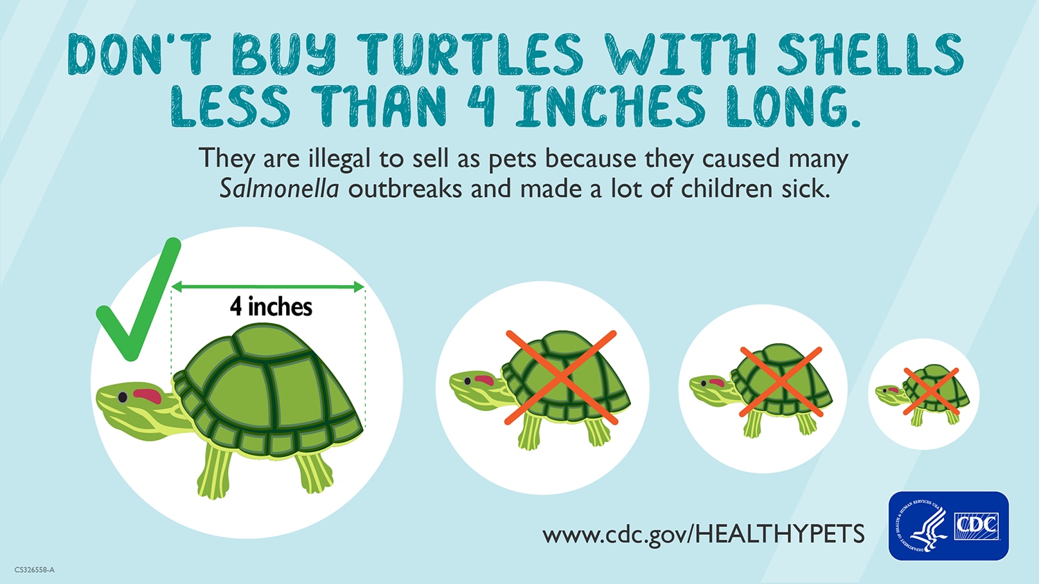 Graphic stating to not buy turtles with shells less than 4 inches long.