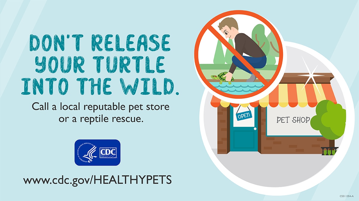 Social Media graphics: Don’t Release Your Turtle into the Wild