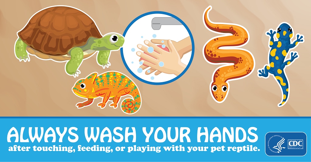 Twitter sticker saying Always Wash Your Hands After Touching, Feeding, or Playing With Your Pet Reptile