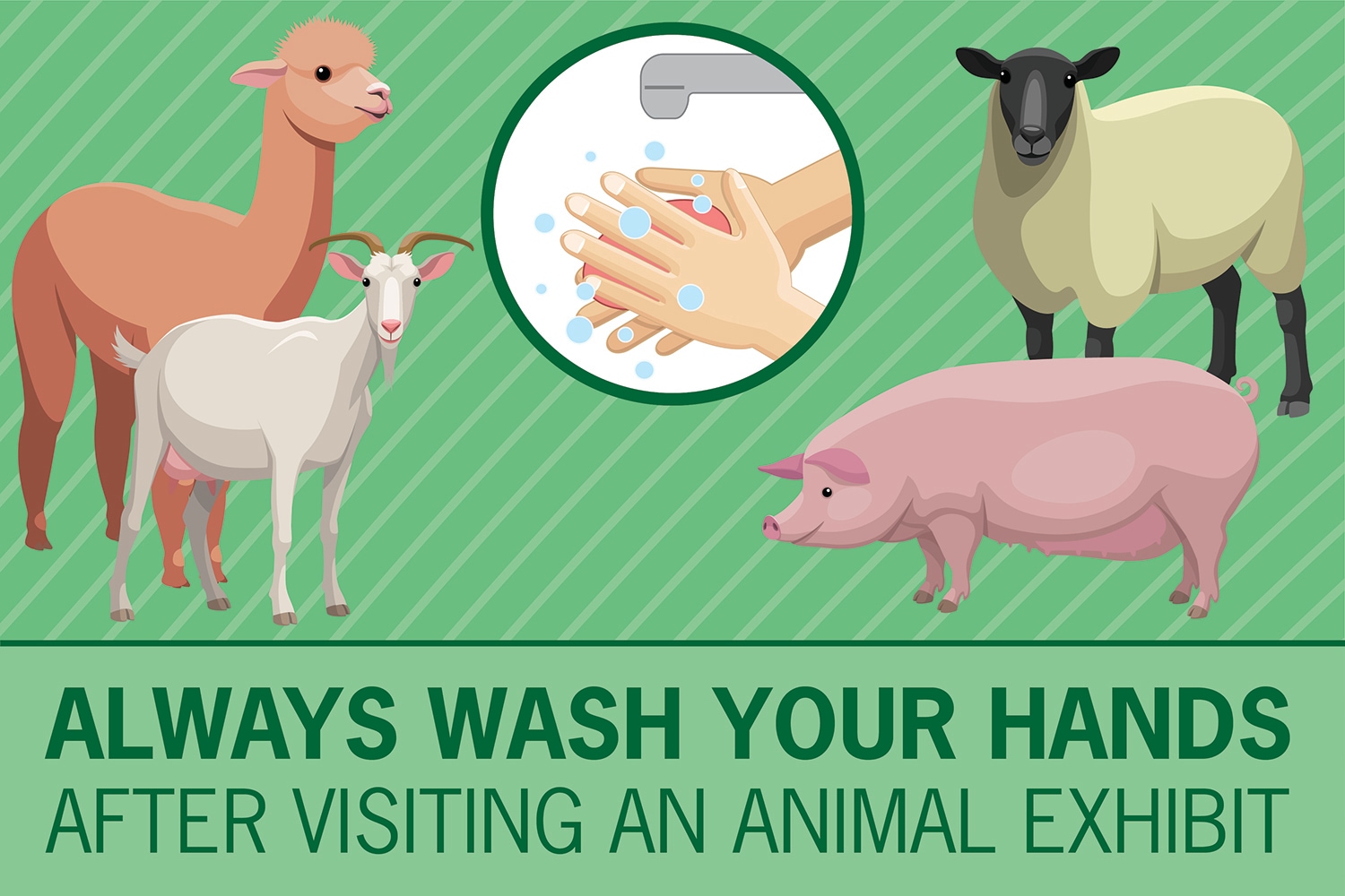 Wash Your Hands after Visiting a Petting Zoo cover