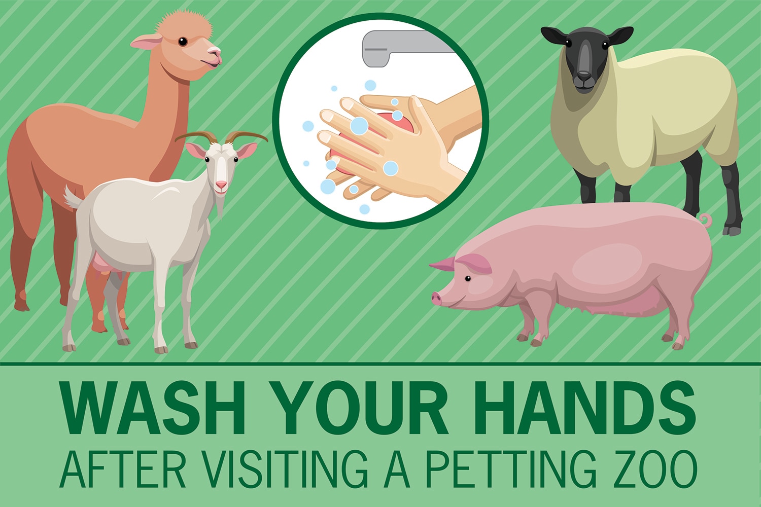 Wash Your Hands After Visiting a Petting Zoo cover