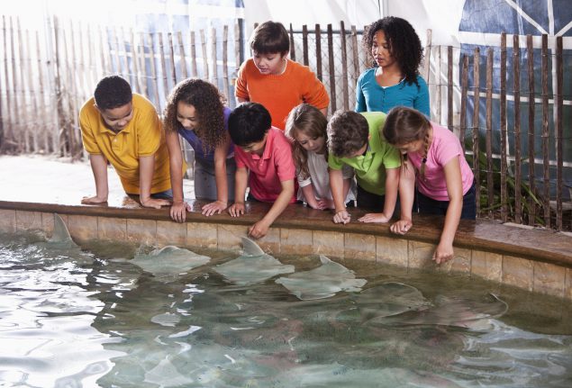 Children at zoo stingray exhibit