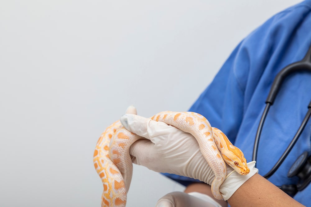 Veterinary doctor examining a python molurus albino snake