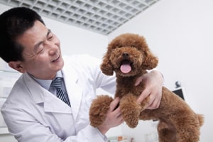 veterinární lékař zkoumá psa
