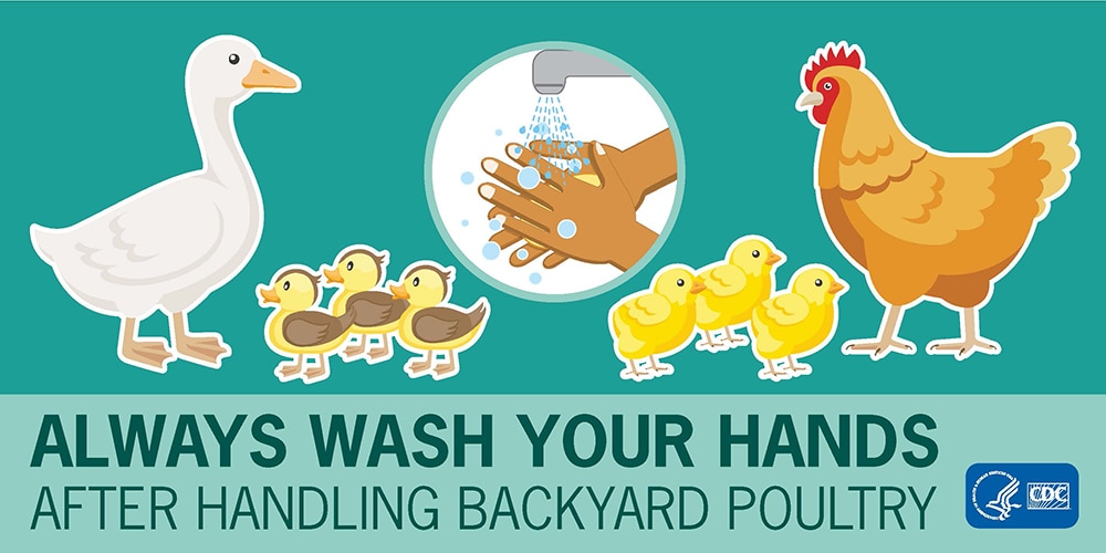 Publications Infographic cover for Always Wash Your Hands After Handling Live Poultry