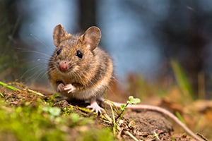 will wood mouse