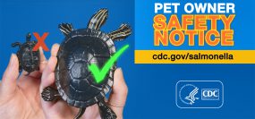 Pet Owner Safety Notice: Small Turtles and Salmonella Outbreaks