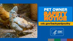 Pet Owner Safety Notice: Backyard Poultry