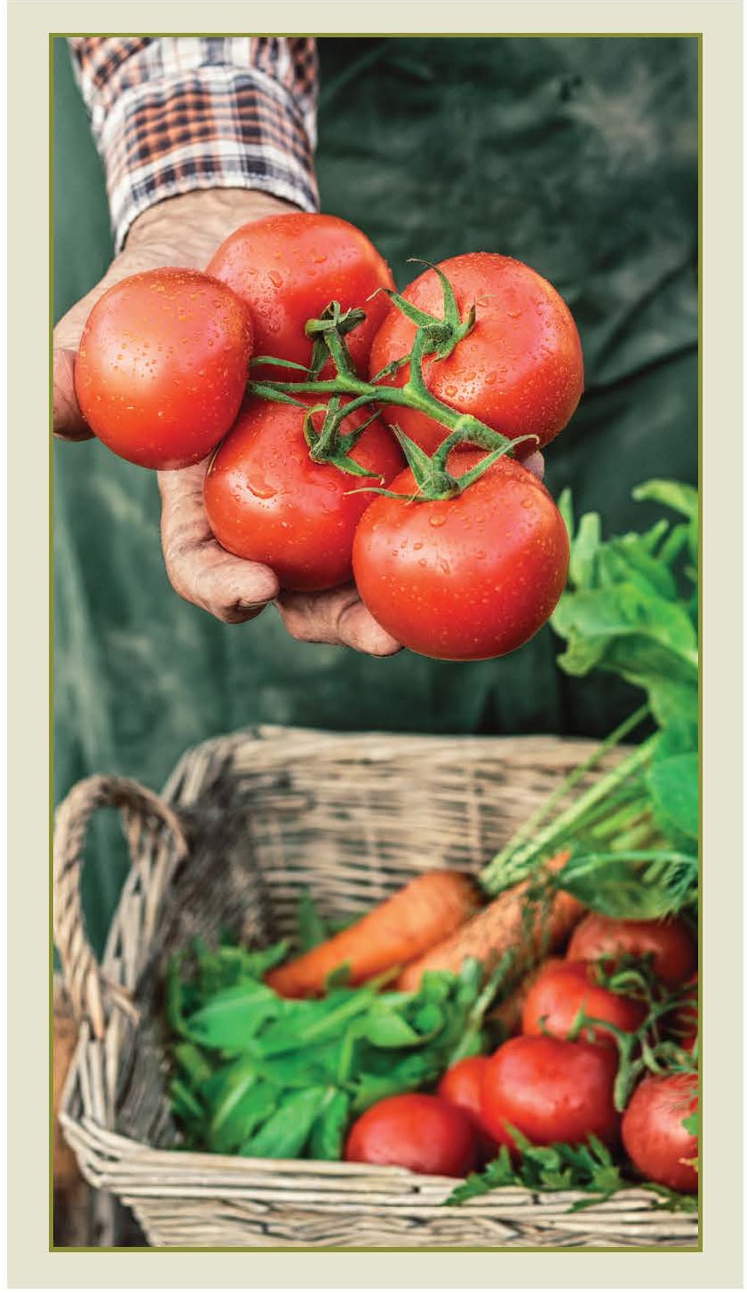 farmer holding tomatoes over basket of tomatoes