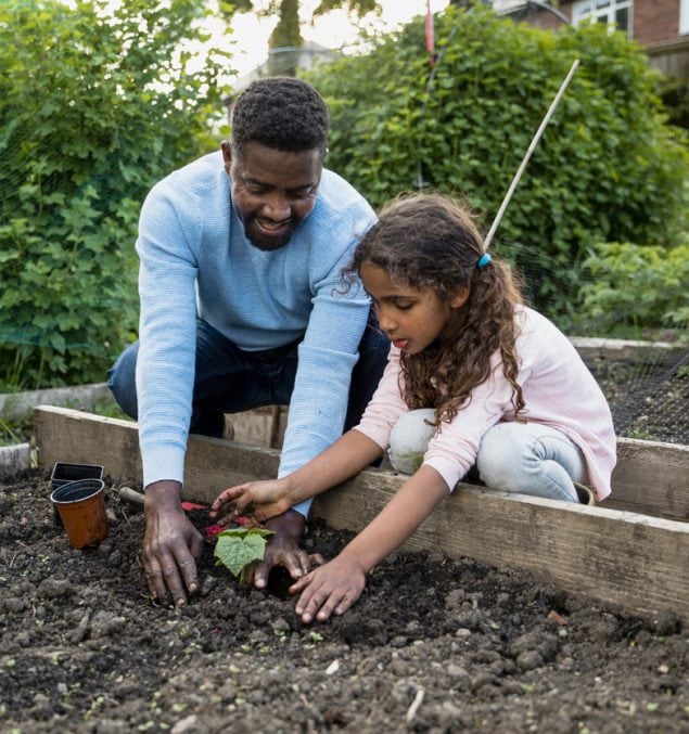 A father and daughter planting a sprout in a raised-bed garden together.