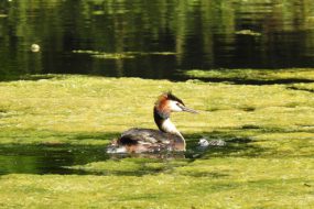 A bird swimming in water containing an algae bloom