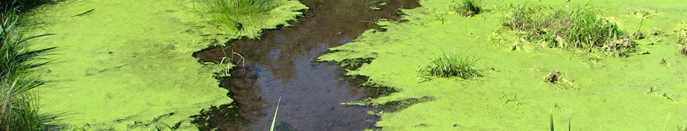 Cyanobacteria polluted fresh water
