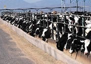 Photo of cows within a large stock pen
